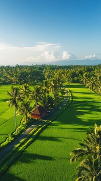 Rice fields with palm trees and a small stream in the background