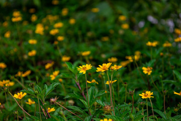 The flower (Sphagneticola trilobata, Wedelia trilobata), commonly known as Widelia or trilobata flower, has beautiful yellow flowers and bright green leaves. This photo was taken in Myanmar.
