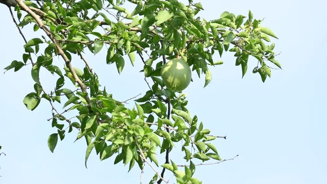 Bael fruit on the tree. Its other names is Aegle marmelos, sname&nbsp;Bengal quince,&nbsp;golden apple,&nbsp;Japanese bitter orange,&nbsp;stone apple&nbsp;or&nbsp;wood apple. It is a fruit with medicinal properties. Raw bael fruit