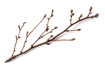 Fototapeta premium Furze isolated on a white background, close up