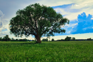 autumn landscape with tree - Baum - Landschaft - Feld - Wolken - Wiese - Natur - Scenic - Concept - Ecology - Environment	