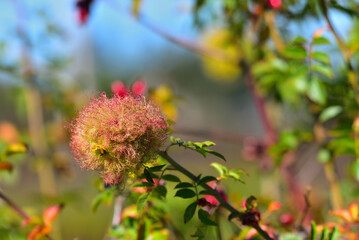 Rose Bedeguar Gall or Robin’s Pin Cushion