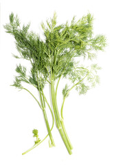 fennel salad greens parsley on a white background