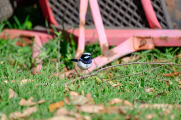 Superb fairywren bird, Malurus cyaneus, male blue breeding plumage, green grass farm machinery, isolated single close closeup detail, color colour, native Australian wren