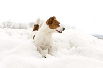 dog outdoors in winter