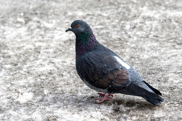 wild dove in the snow on the nature