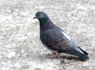 wild dove in the snow on the nature