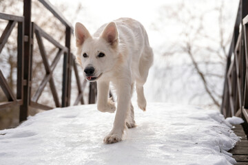 A portrait of a beautiful white Swiss Shepherd dog with its tongue hanging out running across a bridge covered with white ice in winter on a white background