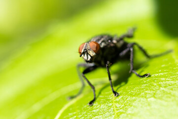 fly close up on a green leaf