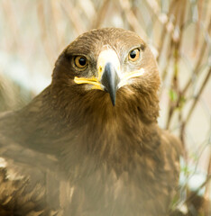 birds of prey close up in a zoo