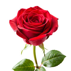 Single red rose in full bloom isolated on transparent background