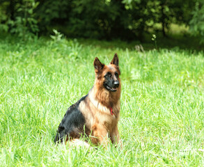 German Shepherd on a green grass