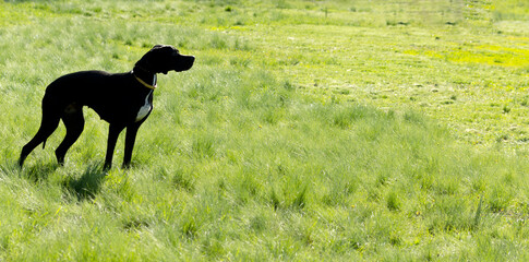 hunting dog on the nature of the spring