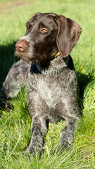 hunting dog on the nature of the spring