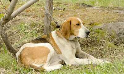 hunting dog on the nature of the spring