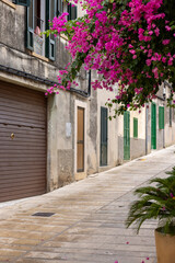 flowers in a street Alcudia