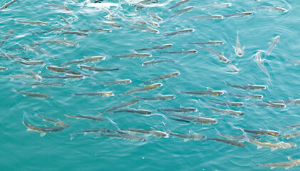 herd mullet fish on the water surface