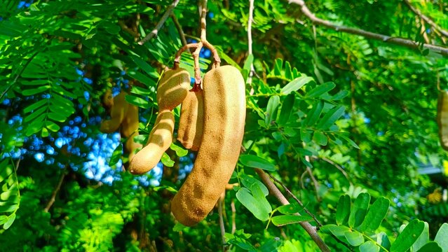 Tamarind trees Fresh and colorful fruits hanging from green branches in close-up. and beautiful green leaf background