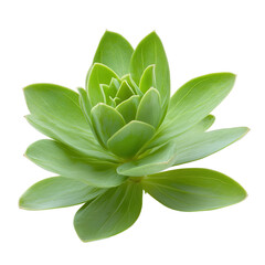 Obraz premium A green plant with a single stem and a single leaf