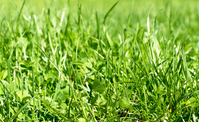 green grass out of focus with a blurred background