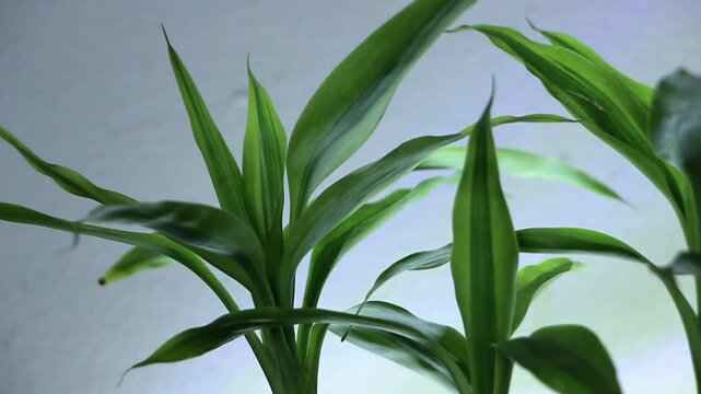 Dracaena fragrans (Massangeana) planted in a ceramic pots decoration in the living room. Houseplant care concept. Indoor plants. Dracaena Fragrans Compacta Close Up video