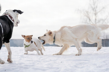 A portrait of three dogs: a white Swiss Shepherd, a Jack Russell terrier and a mongrel dog playing with each other in the snow in winter on a white background