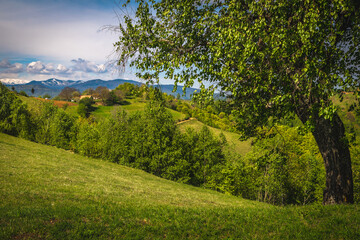 Spring scenery and green grassland on the slope, Holbav, Romania