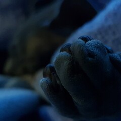 close up cat paw