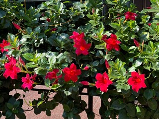 Red flowers dipladenia mandevilla beautiful blossom 