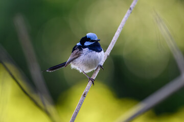 Superb fairywren, Malurus cyaneus, small bird perched on branch stick twig, blue feathers plumage,...