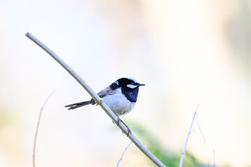 Superb fairywren, Malurus cyaneus, small bird perched on branch stick twig, blue feathers plumage, Australian native, Queensland
