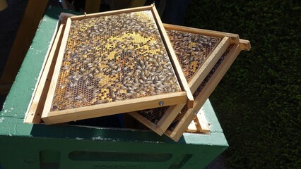 wooden frames with a representation of a hive in full activity.