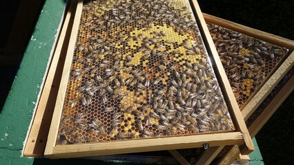 wooden frames with a representation of a hive in full activity.