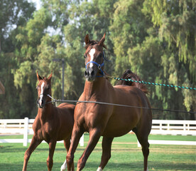 Show Arabian Horses and racing arabian horses.