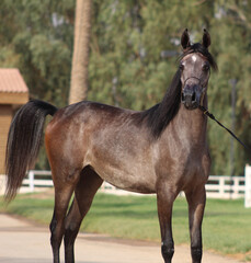 Show Arabian Horses and racing arabian horses.