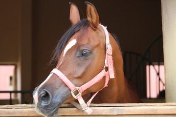 Show Arabian Horses and racing arabian horses.