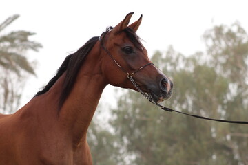 Show Arabian Horses and racing arabian horses.