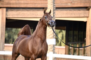 Show Arabian Horses and racing arabian horses.