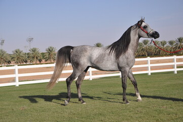 Obraz premium Show Arabian Horses and racing arabian horses.