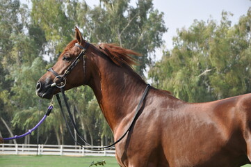 Show Arabian Horses and racing arabian horses.