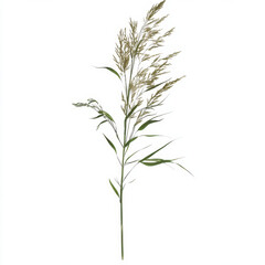 Fototapeta premium White Reed Plant on Clean Background