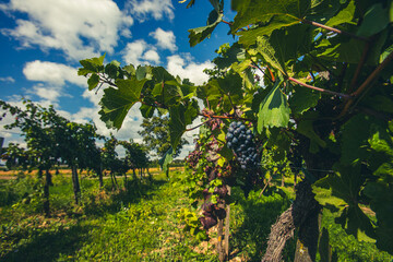 blue merlot grapes in green vineyard