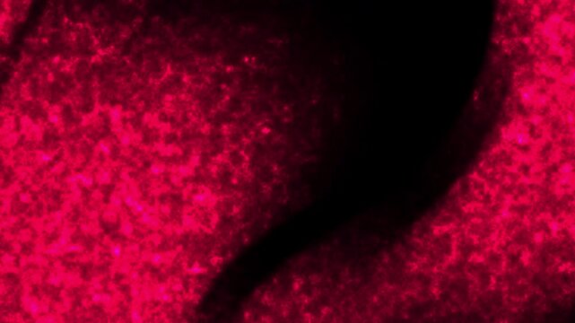 Textured Particle Flow, Dense Pink Granular Movement, Abstract Digital Particles, Black Background