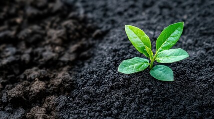 Naklejka premium Resilience of Plants in Drought Conditions