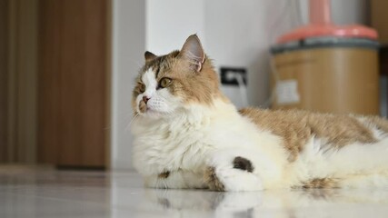 Young crossbreed Persian cat living in human house as pet.