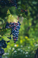 blue grapes in green vineyard