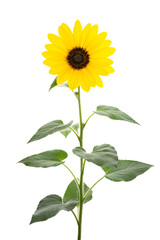 Obraz premium ヒマワリ Helianthus annuus