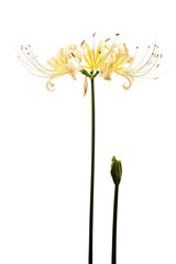 シロバナマンジュシャゲ　Lycoris albiflora
