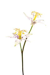 ヤマジノホトトギス　Tricyrtis affinis