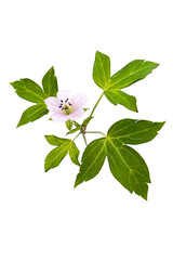 ゲンノショウコ　Geranium thunbergii